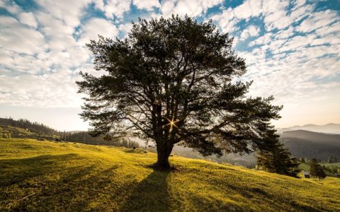 Your (Data) Family tree
