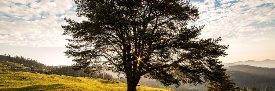 Your (Data) Family tree